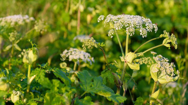 Poisonous Giant Hogweed