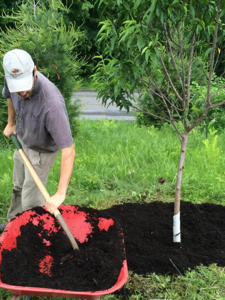 Worker applying bulk compost to a tree planting