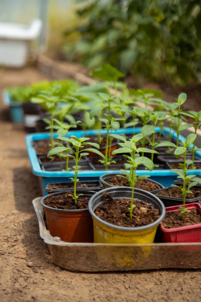 Snapdragon seedlings thriving in pots in a greenhouse, showcasing healthy growth and vibrant greenery.