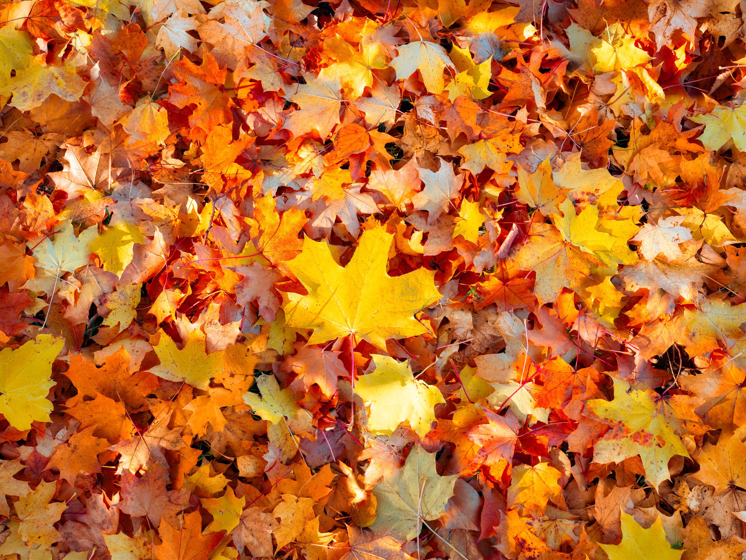 A colorful display of vibrant fall leaves creating a textured carpet outdoors.