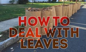 bags of leaves with text "how to deal with leaves"